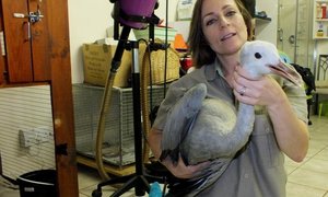 Blou Kraanvoel sal herstel